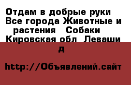 Отдам в добрые руки  - Все города Животные и растения » Собаки   . Кировская обл.,Леваши д.